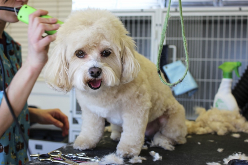 veterinaire-LA BOLLENE VESUBIE-min_white_dog_grooming_pet_pet_grooming_salon_groomer_fur-678977